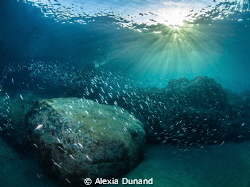 When the sun comes out. Early morning dive! by Alexia Dunand 